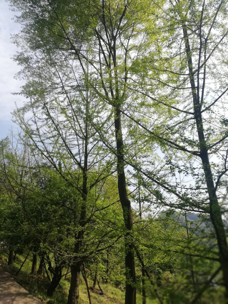 朴树便宜