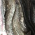 鲶鱼