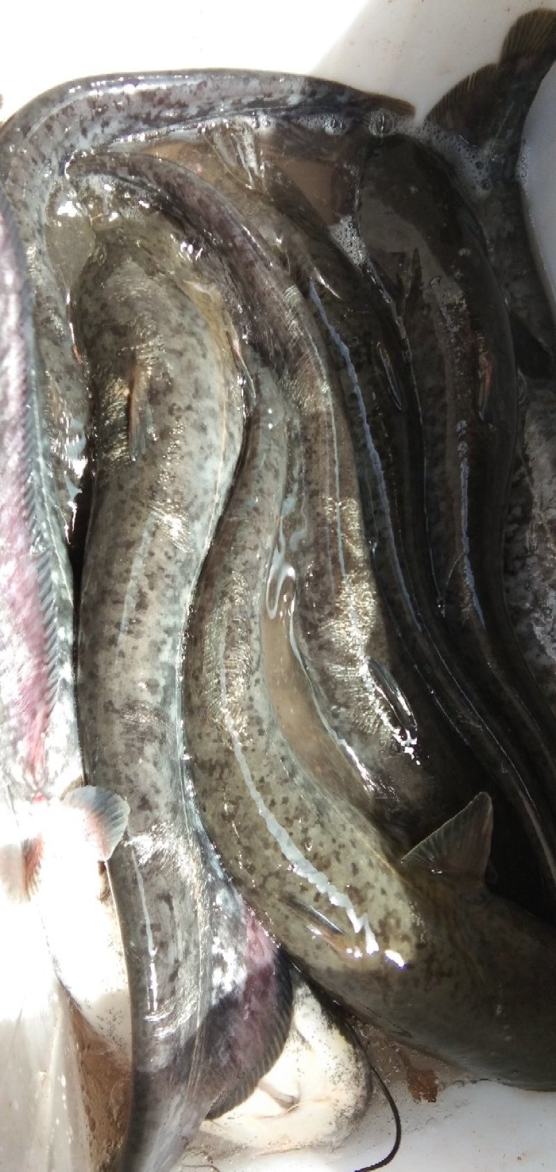 鲶鱼