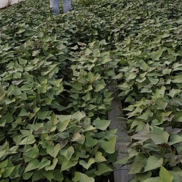 供应脱毒红薯苗西瓜红，批发价格便宜农科院定点培育基地