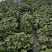 供应脱毒红薯苗西瓜红，批发价格便宜农科院定点培育基地