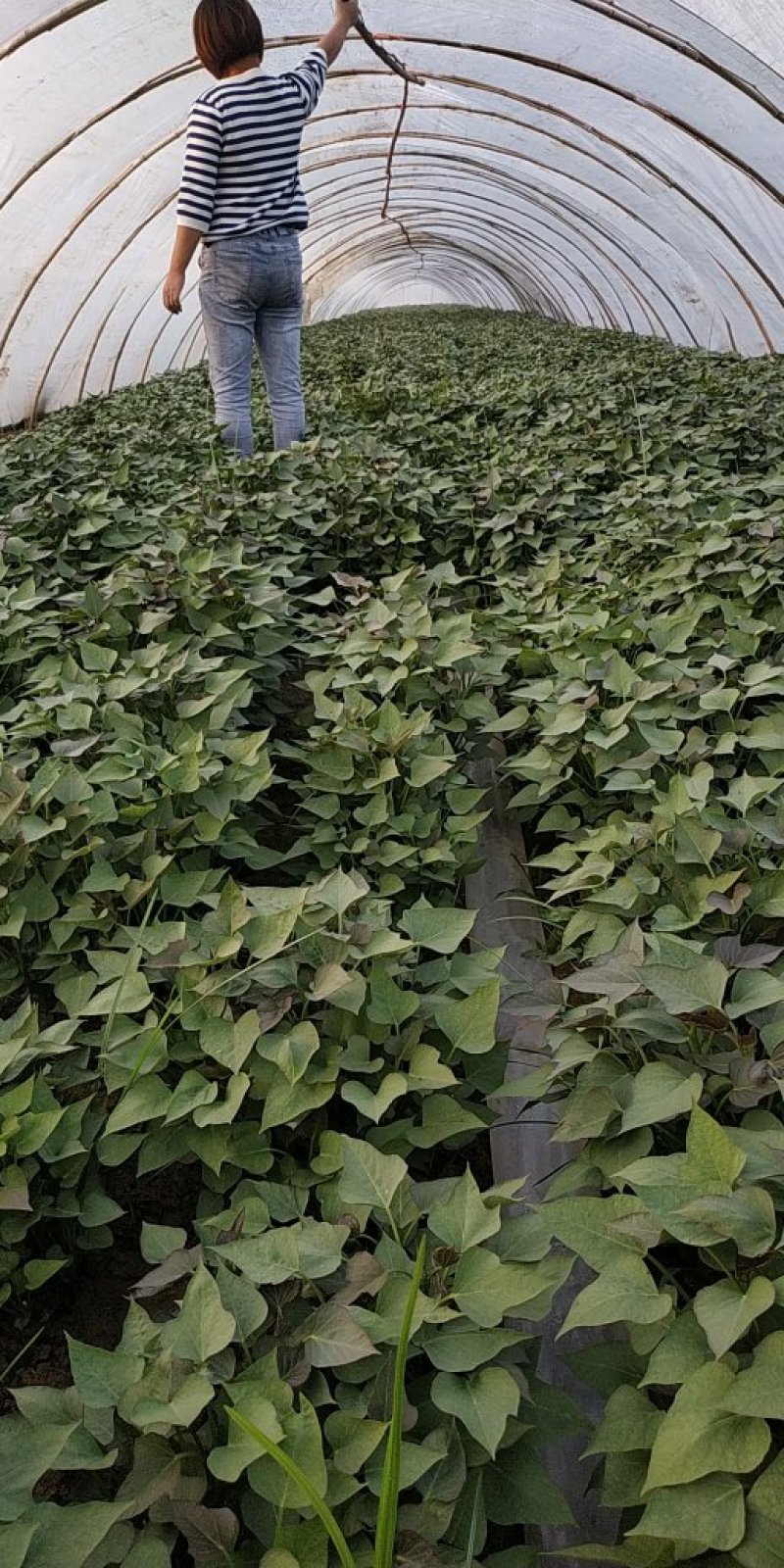 供应脱毒红薯苗西瓜红，批发价格便宜农科院定点培育基地