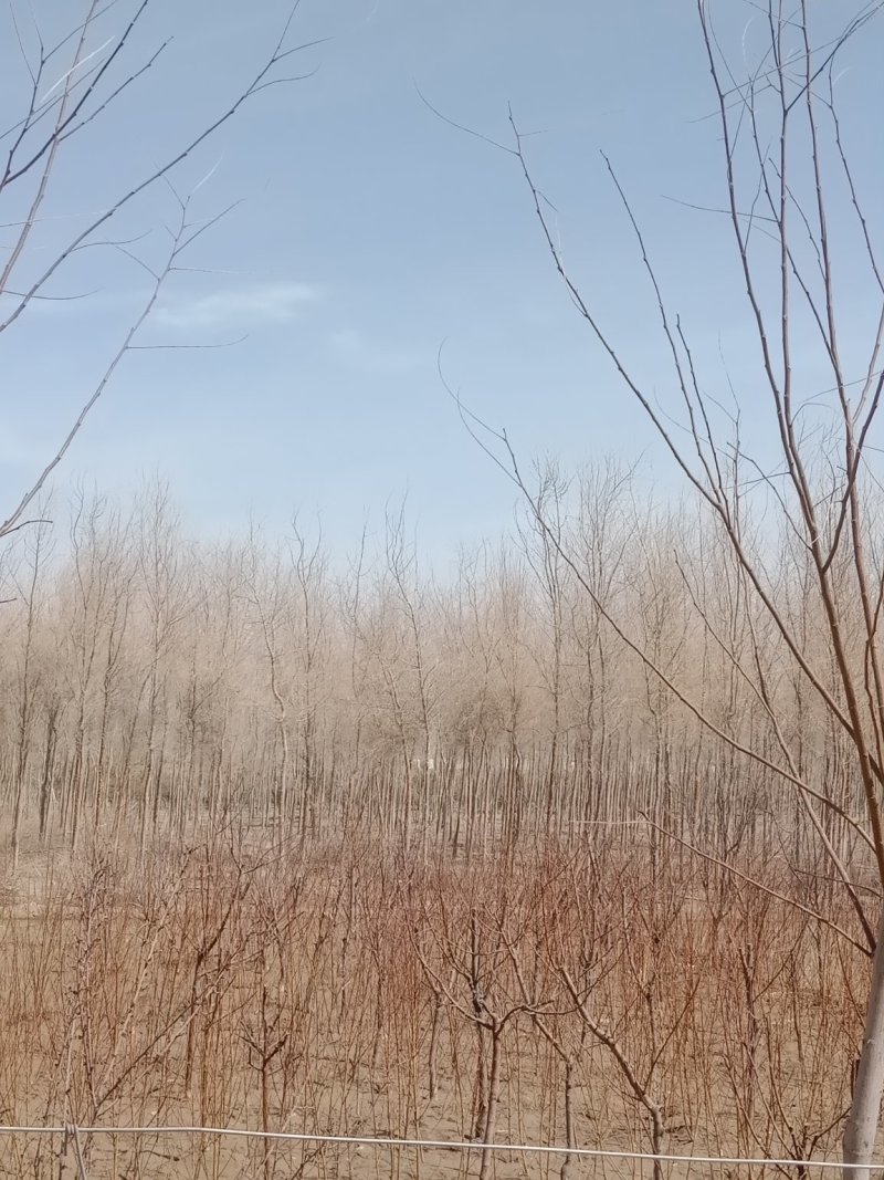 胡杨，各类规格，欢迎选购
