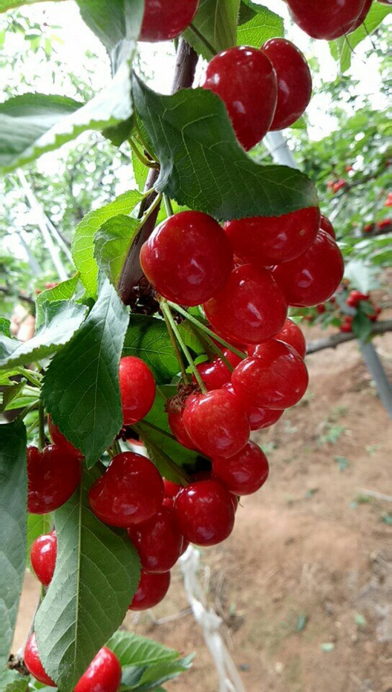 樱桃