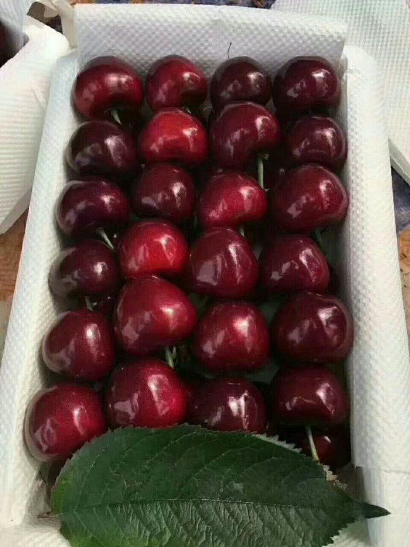 樱桃