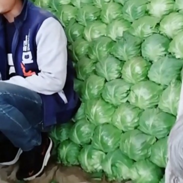 甘蓝