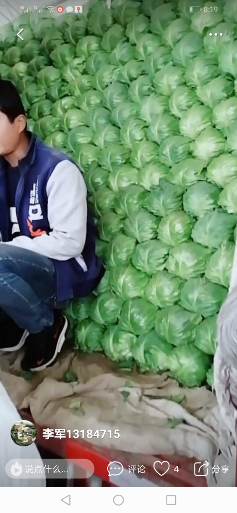 甘蓝