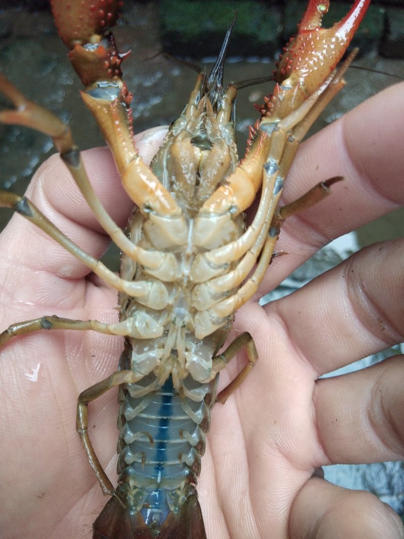 小龙虾与鱼种混养6-8钱（30-40克）活虾