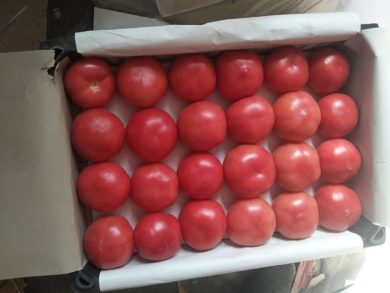 大量硬粉西红柿常年供应不断货