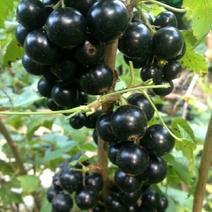 黑加仑苗，大量批发占地黑加仑苗树葡萄苗