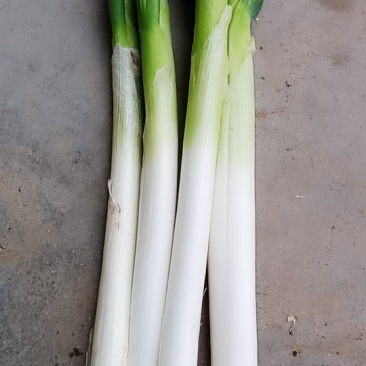 章丘大葱