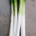 章丘大葱
