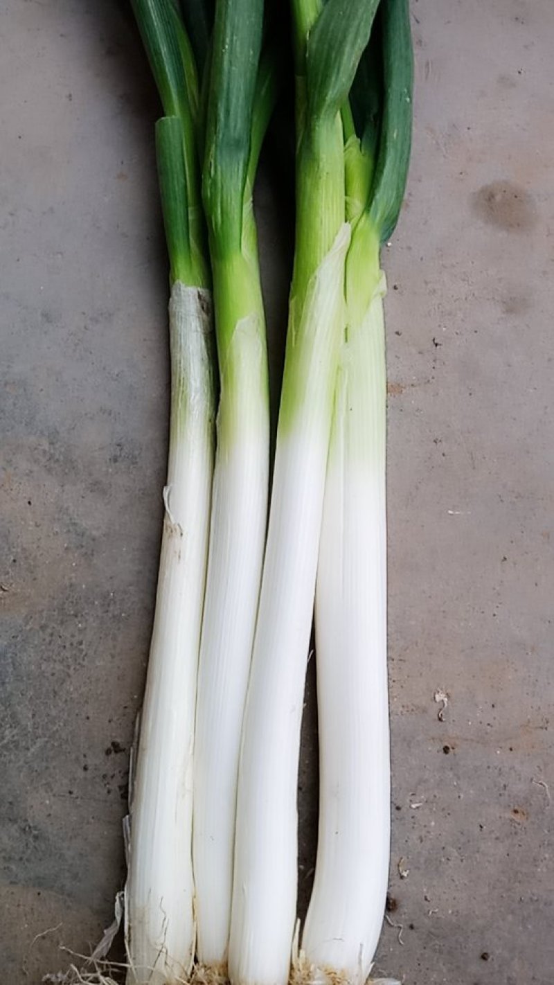 章丘大葱