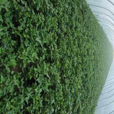 供应河南农科院脱毒红薯苗商薯19，批发价格，基地直供。