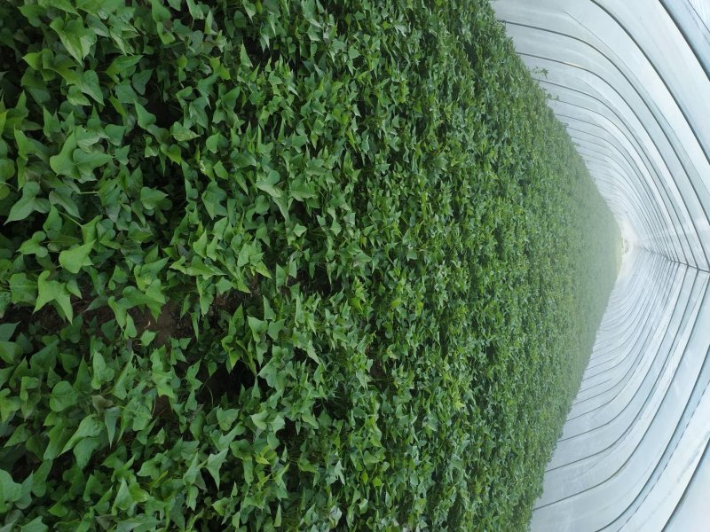 供应河南农科院脱毒红薯苗商薯19，批发价格，基地直供。