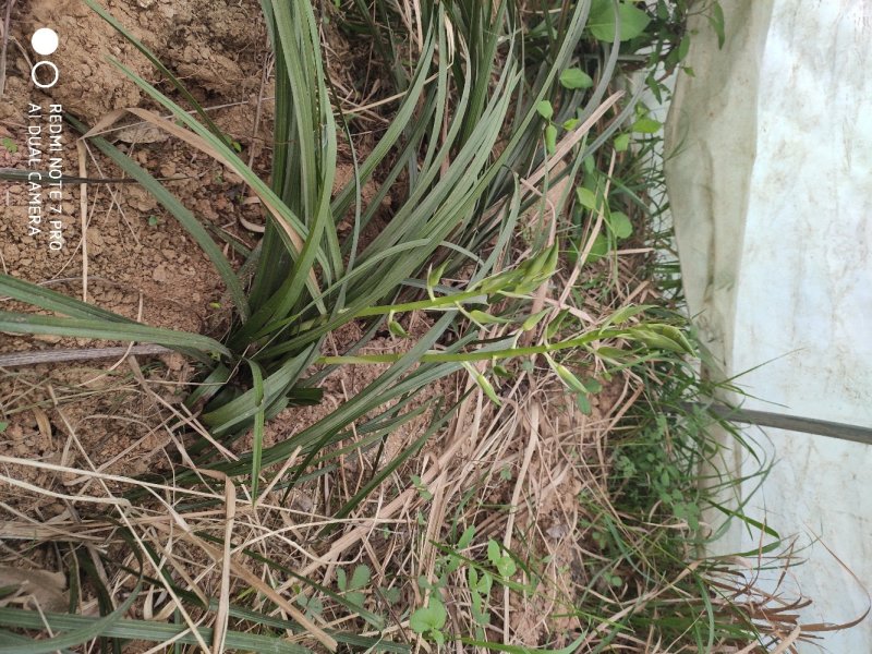 兰花野生出售，香味浓郁，独树一帜
