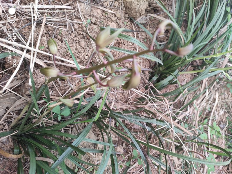兰花野生出售，香味浓郁，独树一帜