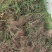 兰花野生出售，香味浓郁，独树一帜