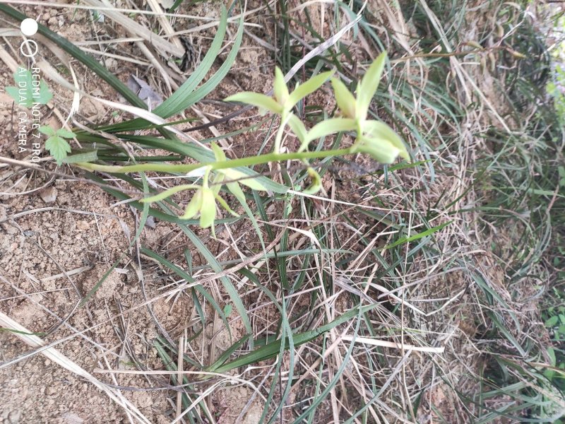 兰花野生出售，香味浓郁，独树一帜