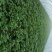 大量供应商薯19红薯苗脱毒红薯苗，基地直供，高产高淀粉。