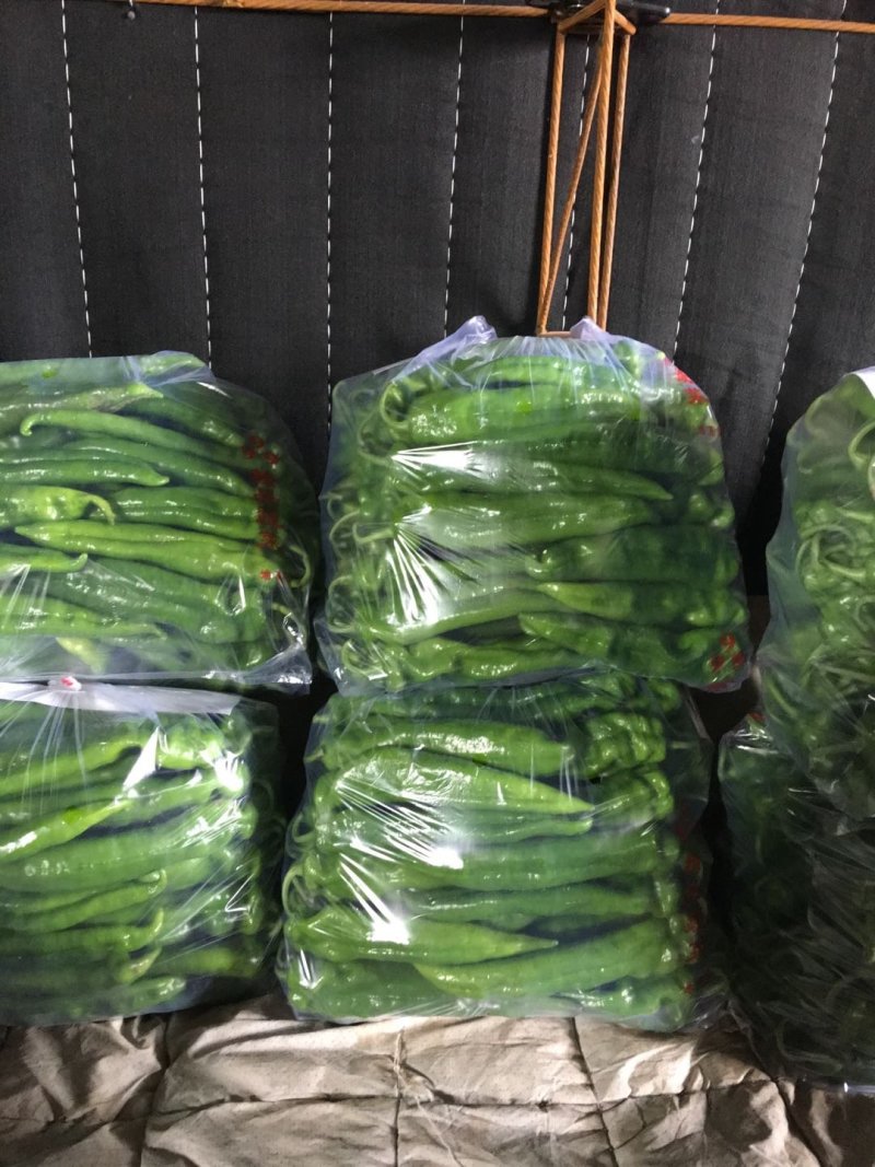 暖棚，尖椒，精品黄皮大尖椒大量供应中，4月-10月