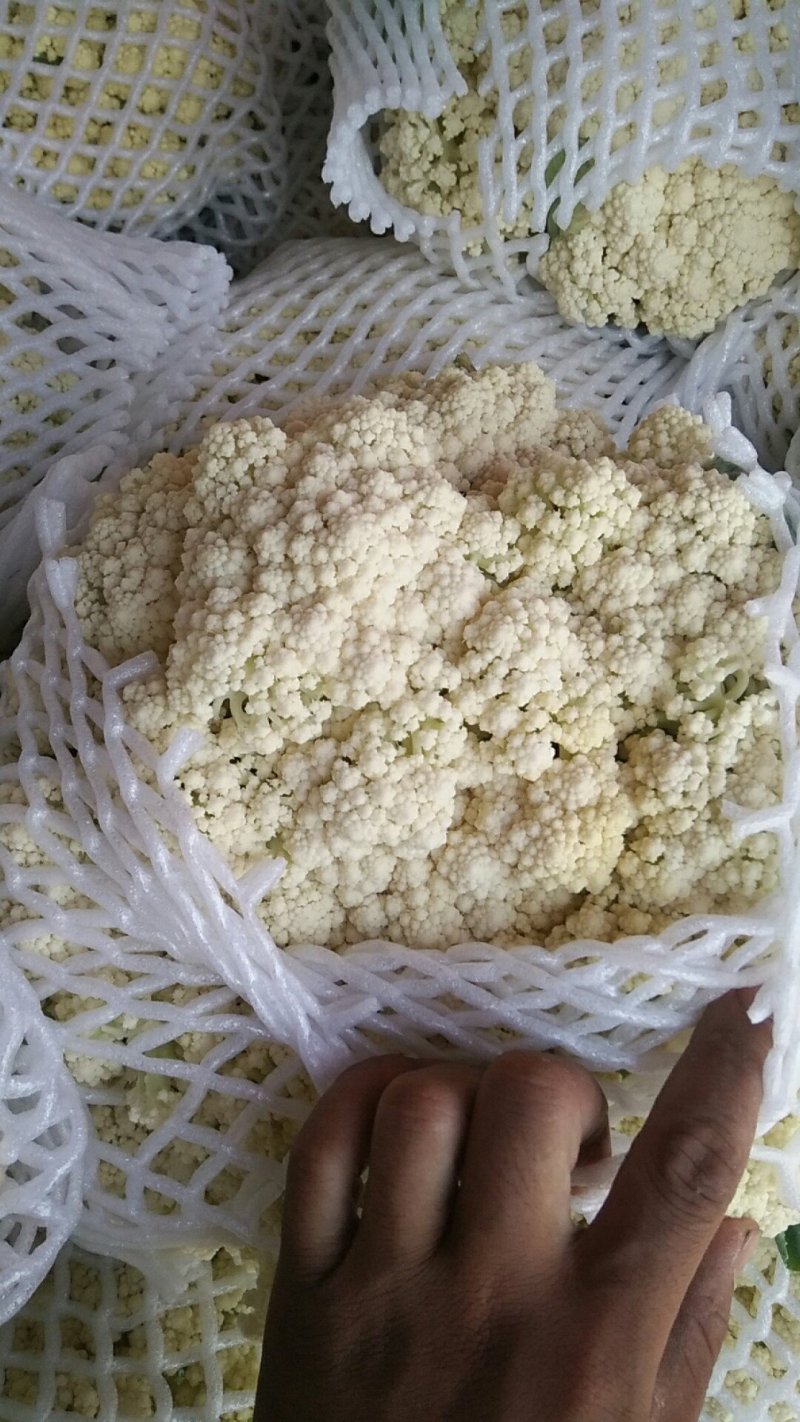 唐山花菜大量上市，精品花菜，冷库包装产地直发
