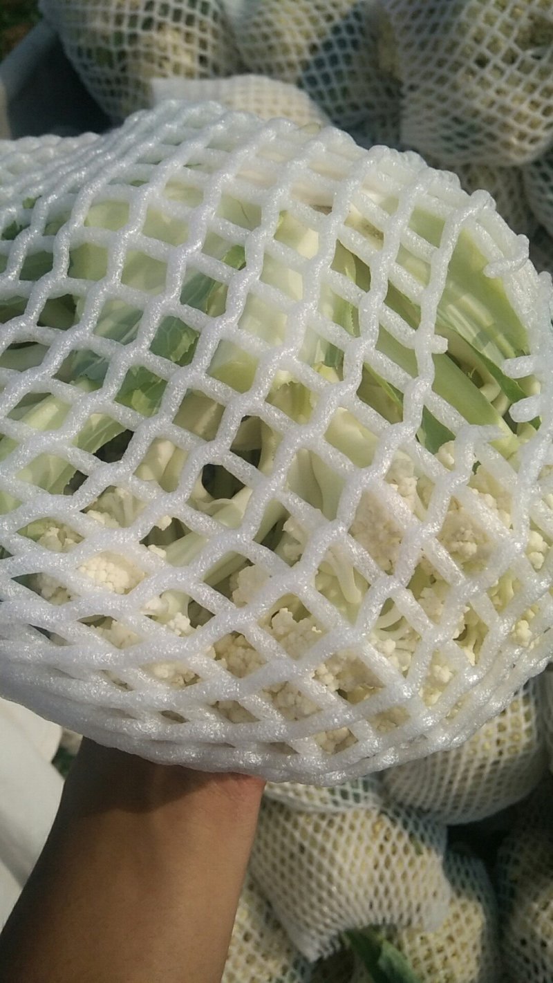 唐山花菜大量上市，精品花菜，冷库包装产地直发