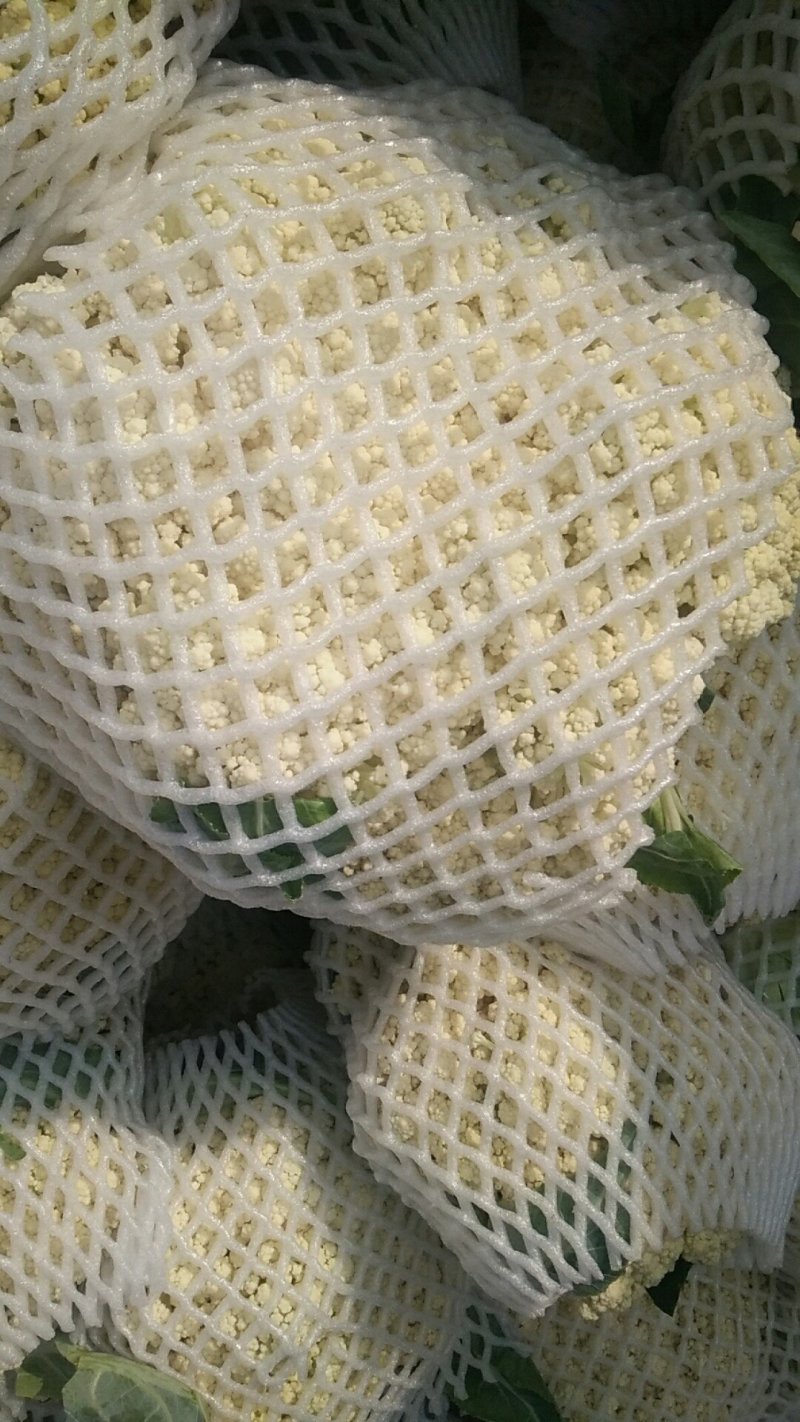 唐山花菜大量上市，精品花菜，冷库包装产地直发