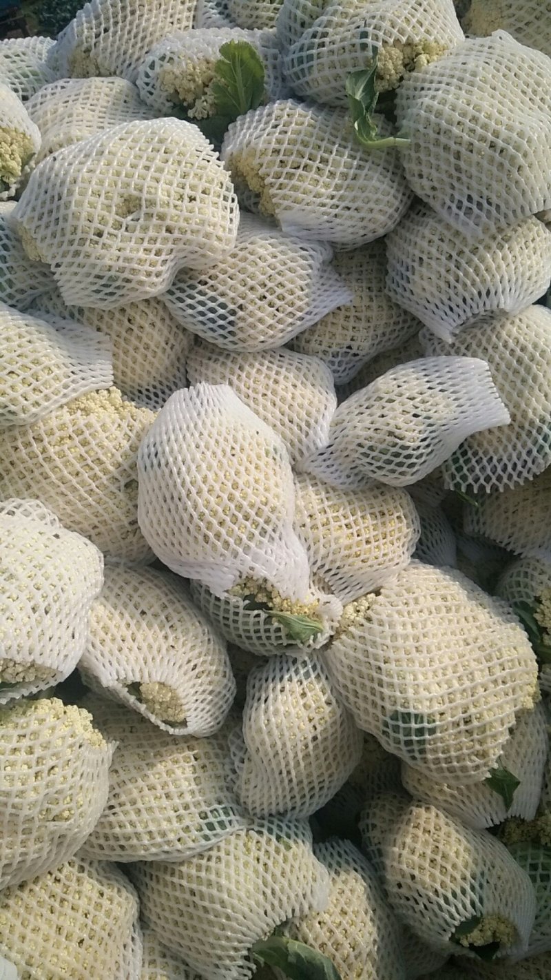 唐山花菜大量上市，精品花菜，冷库包装产地直发