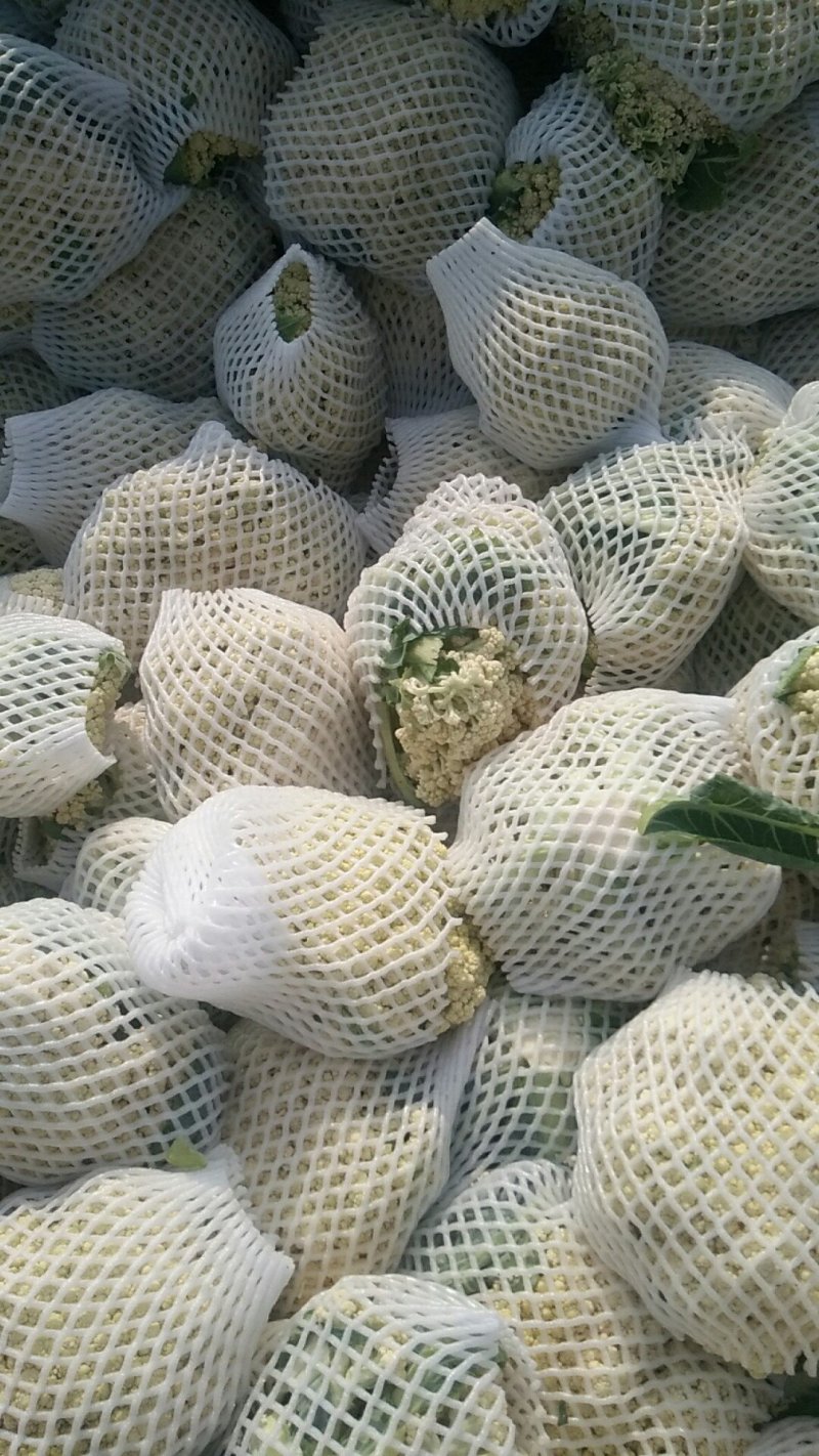 唐山花菜大量上市，精品花菜，冷库包装产地直发