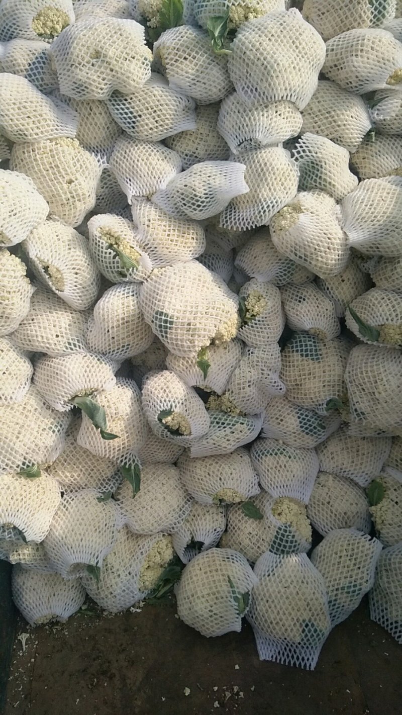唐山花菜大量上市，精品花菜，冷库包装产地直发