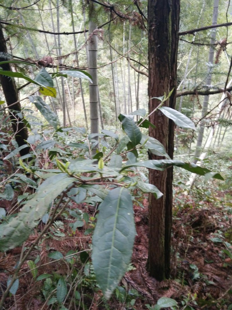黄山毛峰，高山野茶