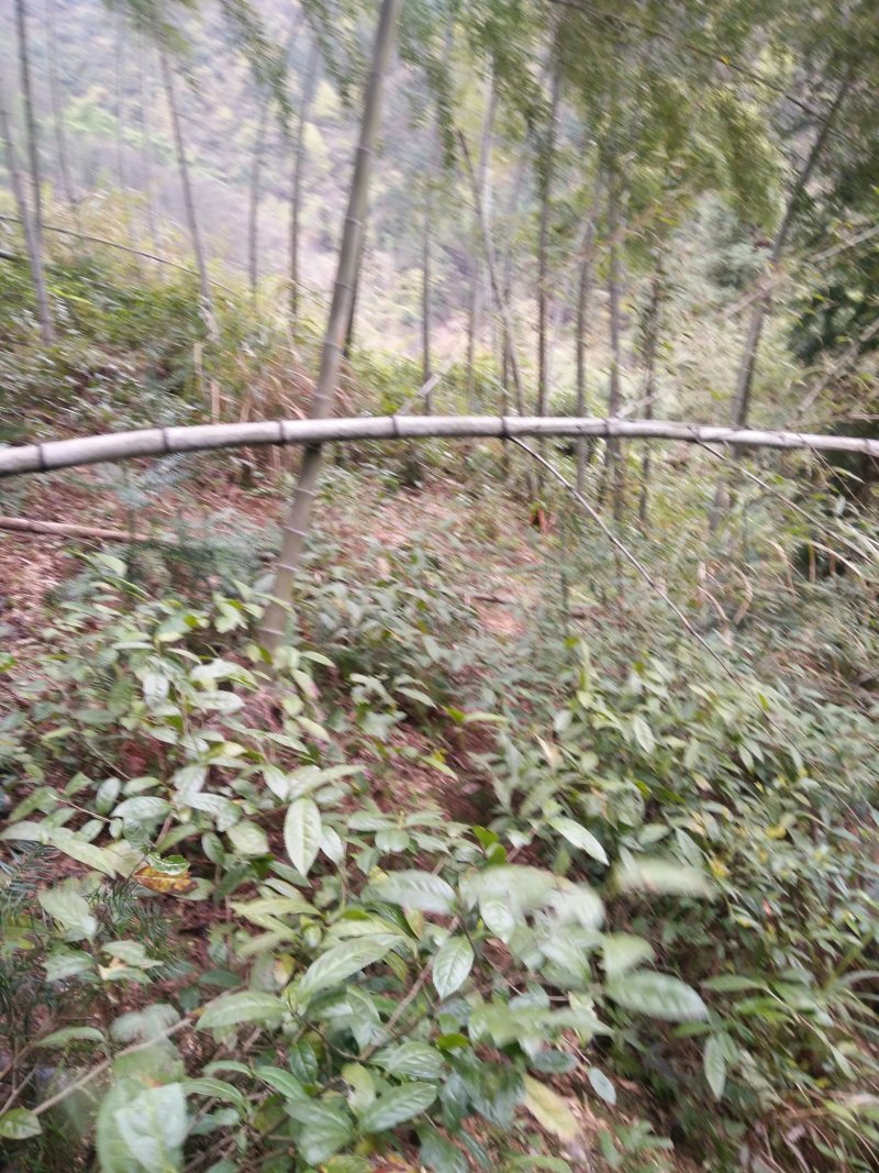 黄山毛峰，高山野茶