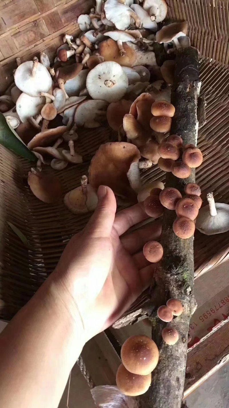 云南大山野生香菇
