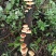 云南大山野生香菇