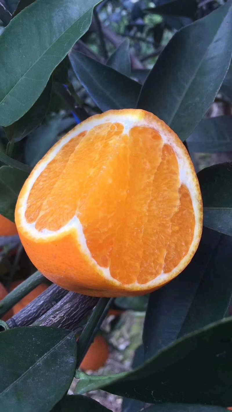 湖北秭归脐橙产地现发个大皮薄水分充足一手货源价格实惠