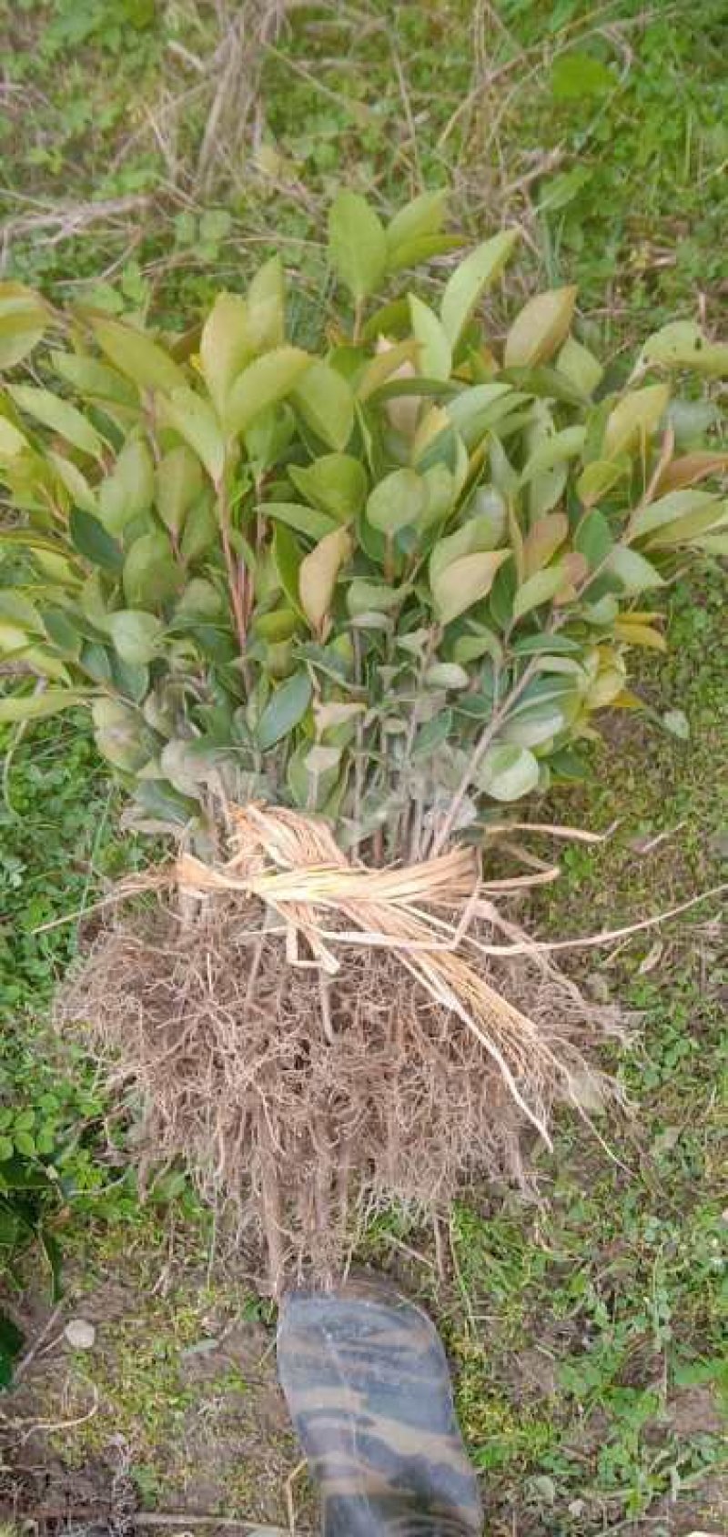 出售大量实生油茶苗，籽播油茶苗，山茶苗，木梓苗