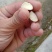 出售大量实生油茶苗，籽播油茶苗，山茶苗，木梓苗