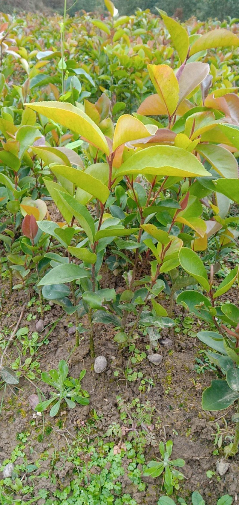 出售大量实生油茶苗，籽播油茶苗，山茶苗，木梓苗