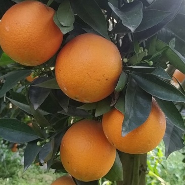 晚熟脐橙（鲍威尔脐橙）大量上市，全国代发