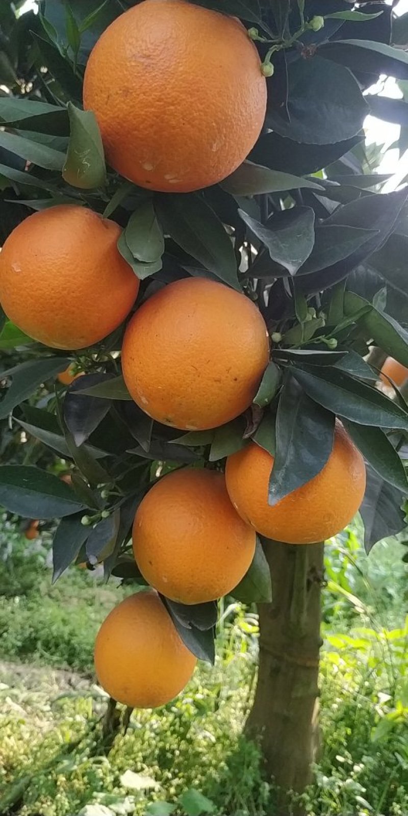 晚熟脐橙（鲍威尔脐橙）大量上市，全国代发