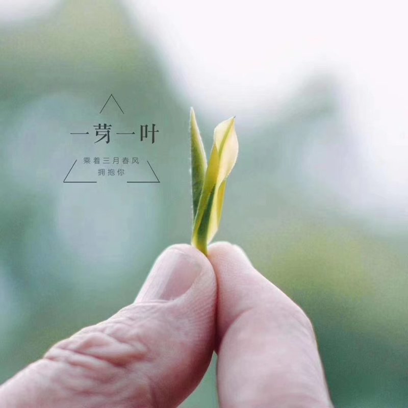 2019年新茶安吉，明前茶