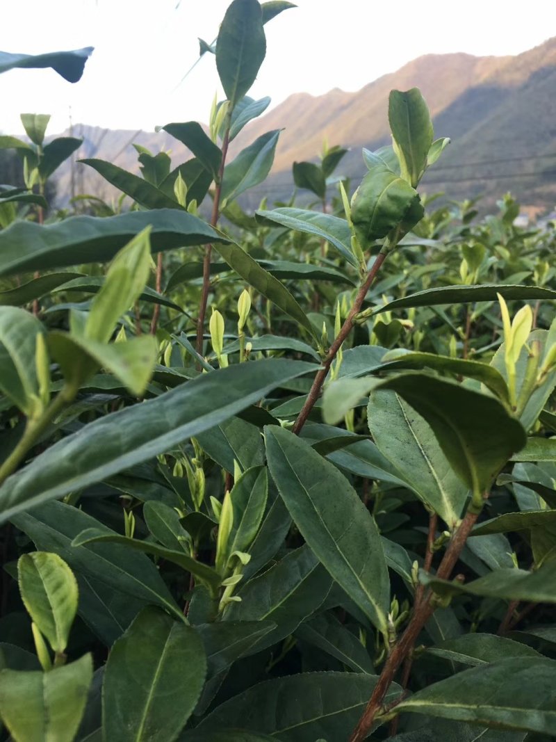 2019年新茶安吉，明前茶
