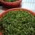 2019年新茶安吉，明前茶