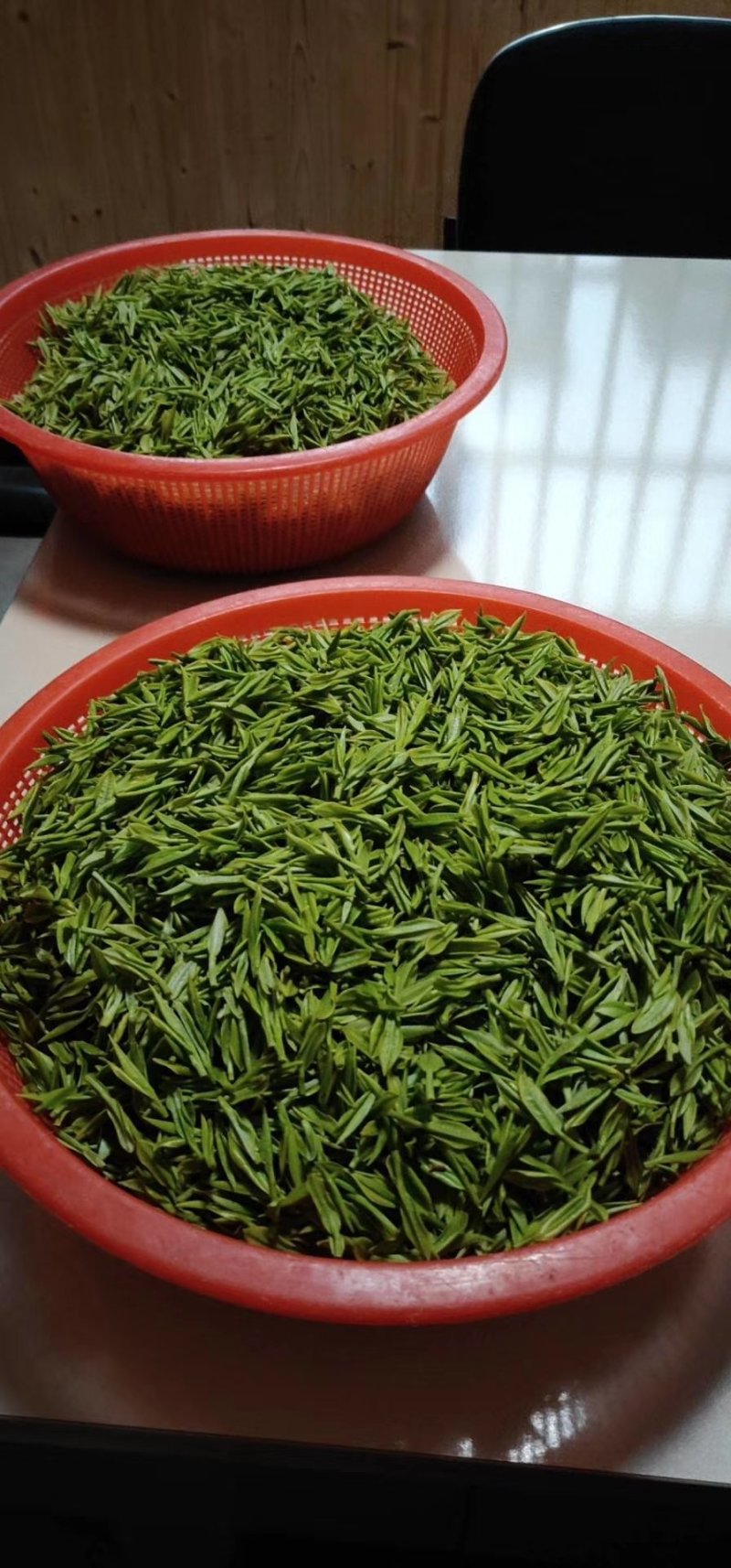 2019年新茶安吉，明前茶