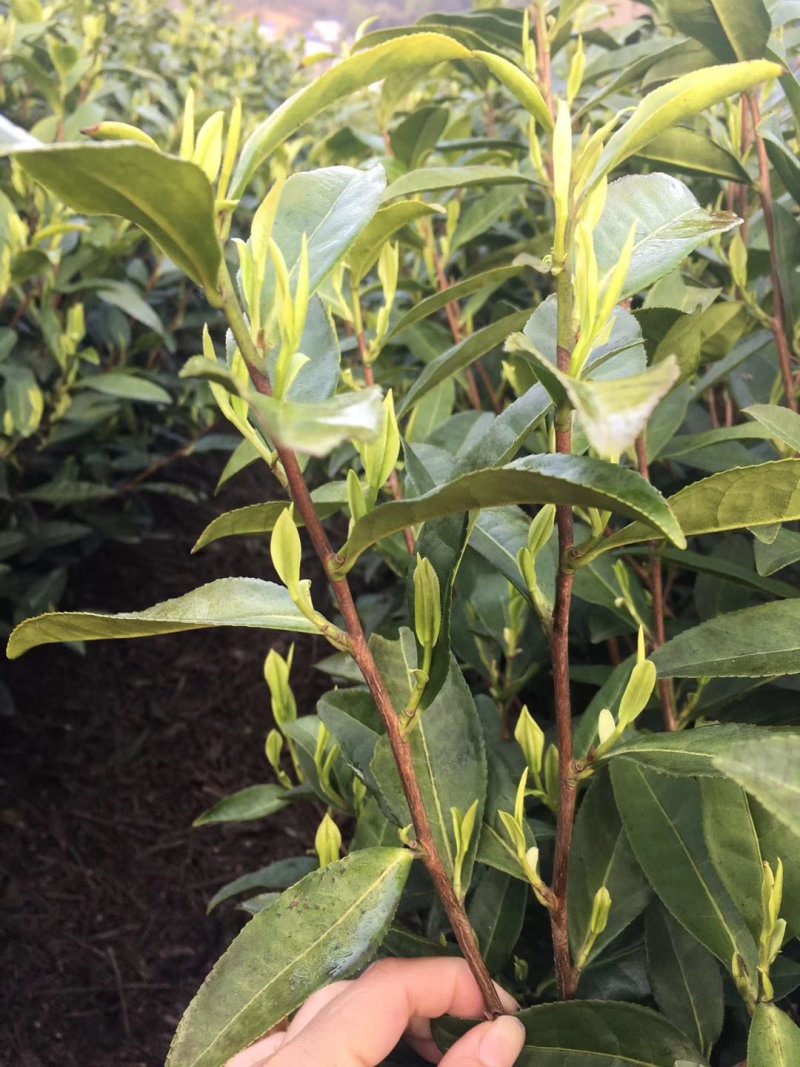 2019年新茶安吉，明前茶