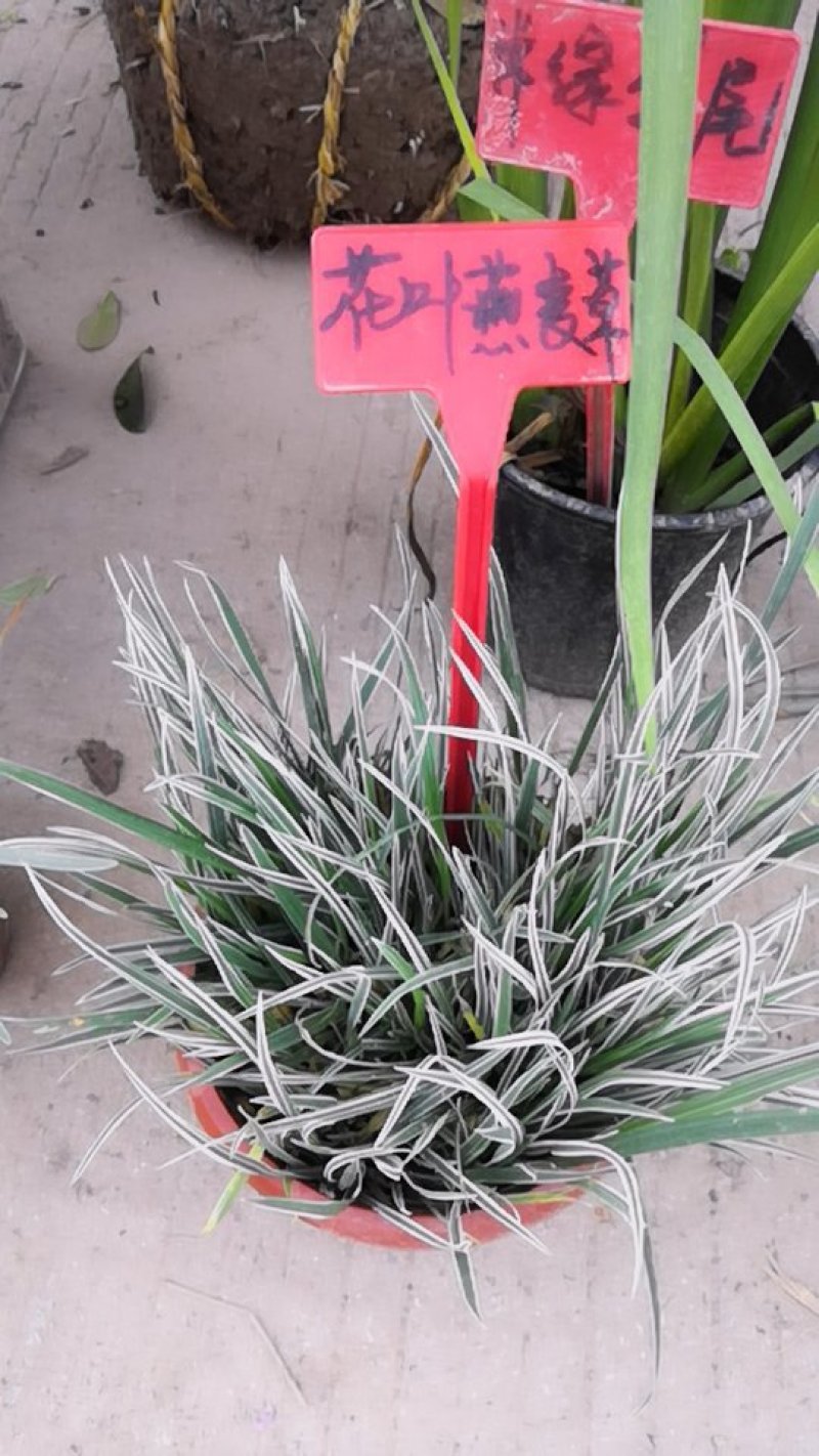 花叶燕麦草燕麦草等