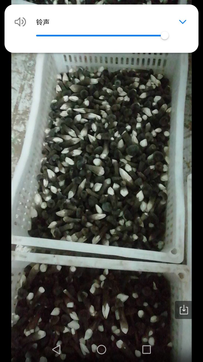 鸡枞菌
