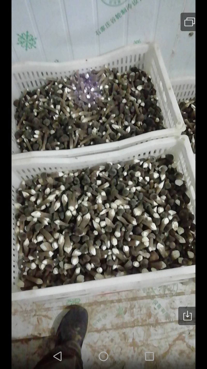 鸡枞菌
