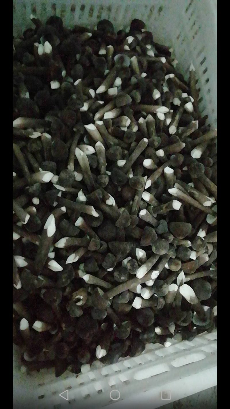 鸡枞菌